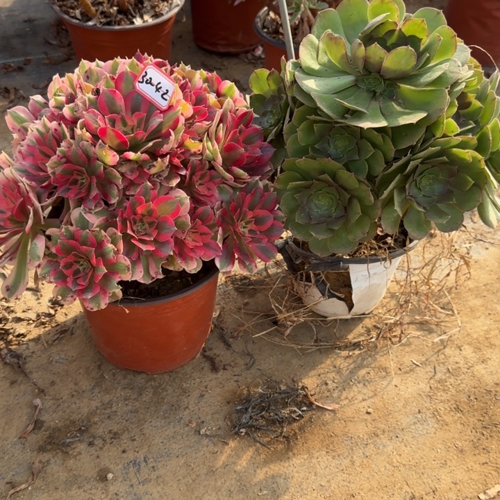 30-42女巫加万圣节的人不包售后