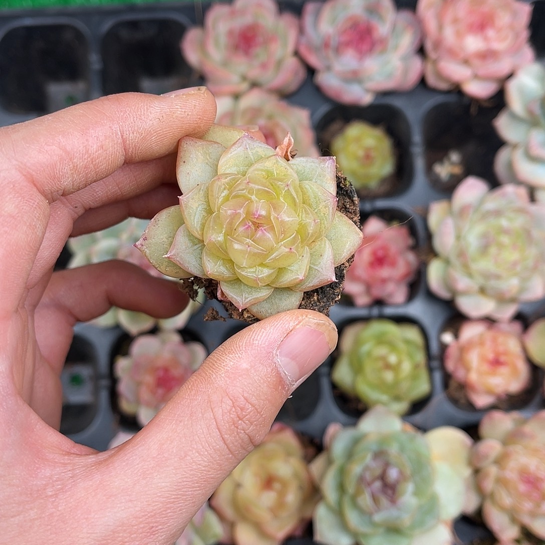 多肉一物一拍8-150