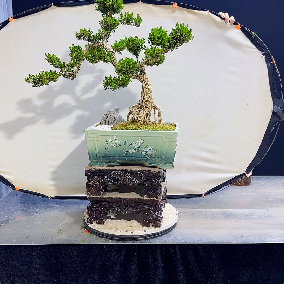 高端黄杨盆景艺术