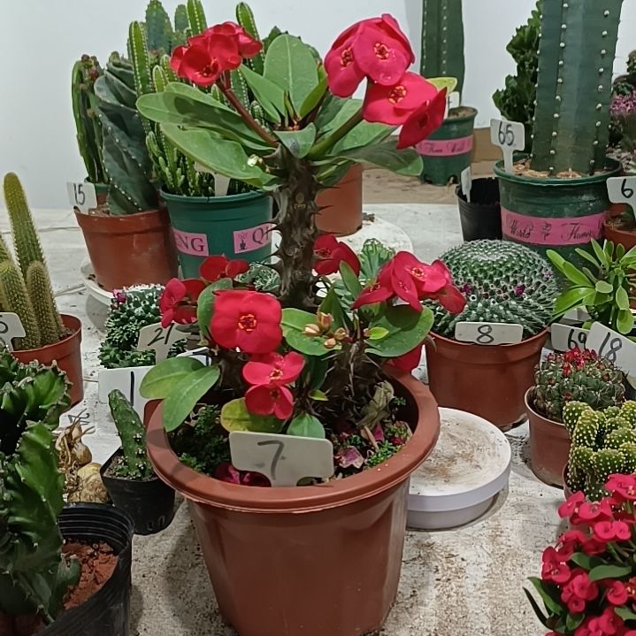 大花虎刺梅红色11111111