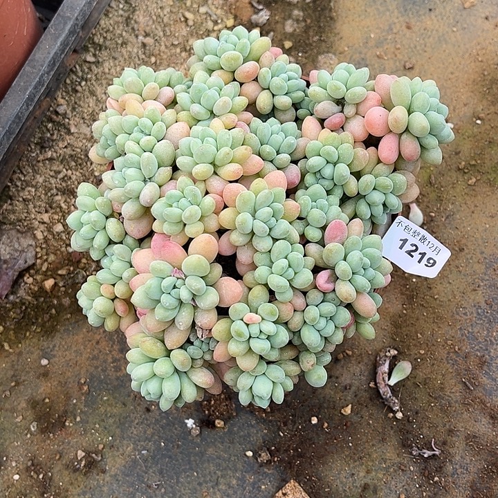 阿雅园艺。      1219鱼子酱