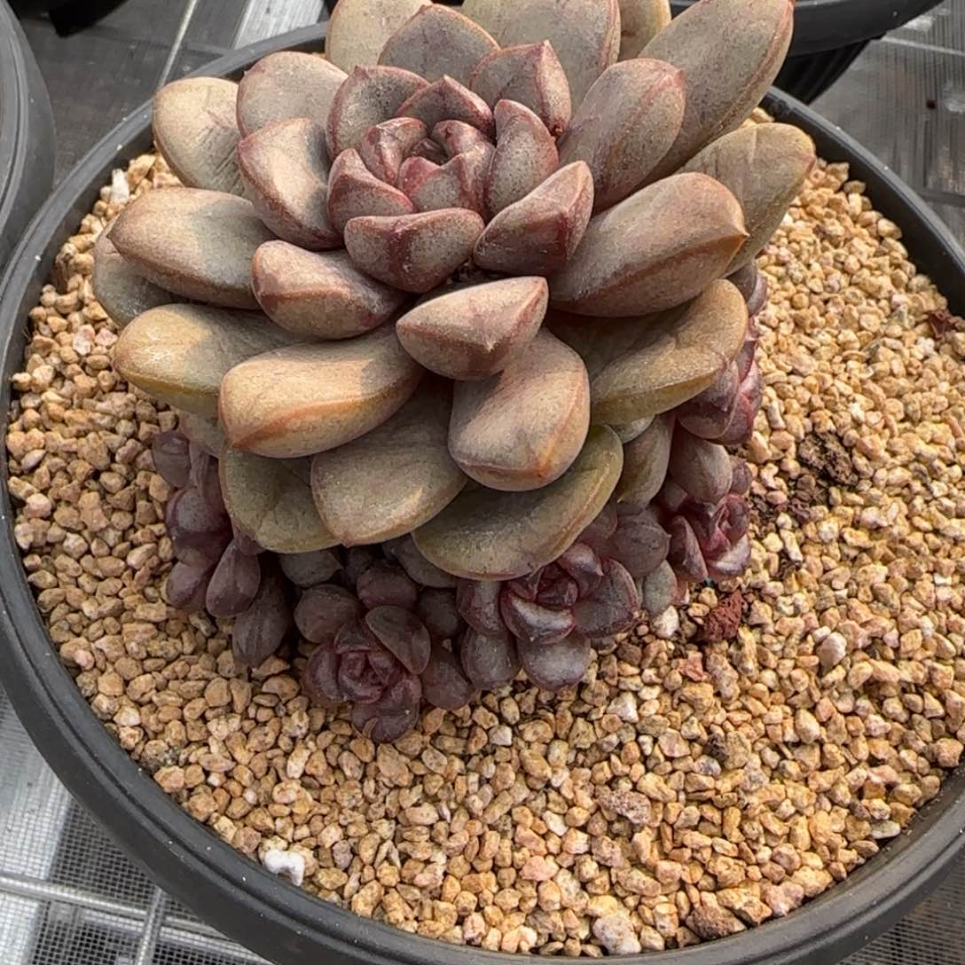 从前慢花园精选多肉葡萄小