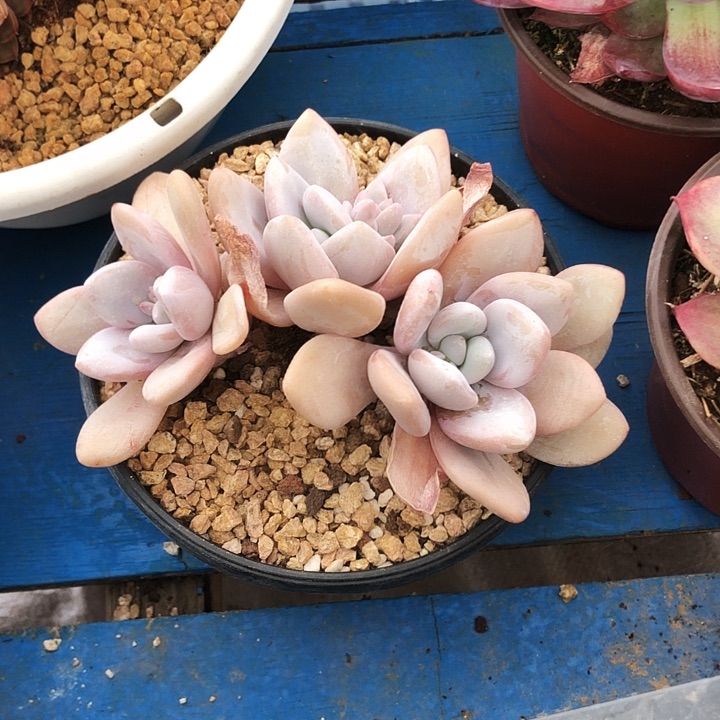 粉兔老桩多肉植物