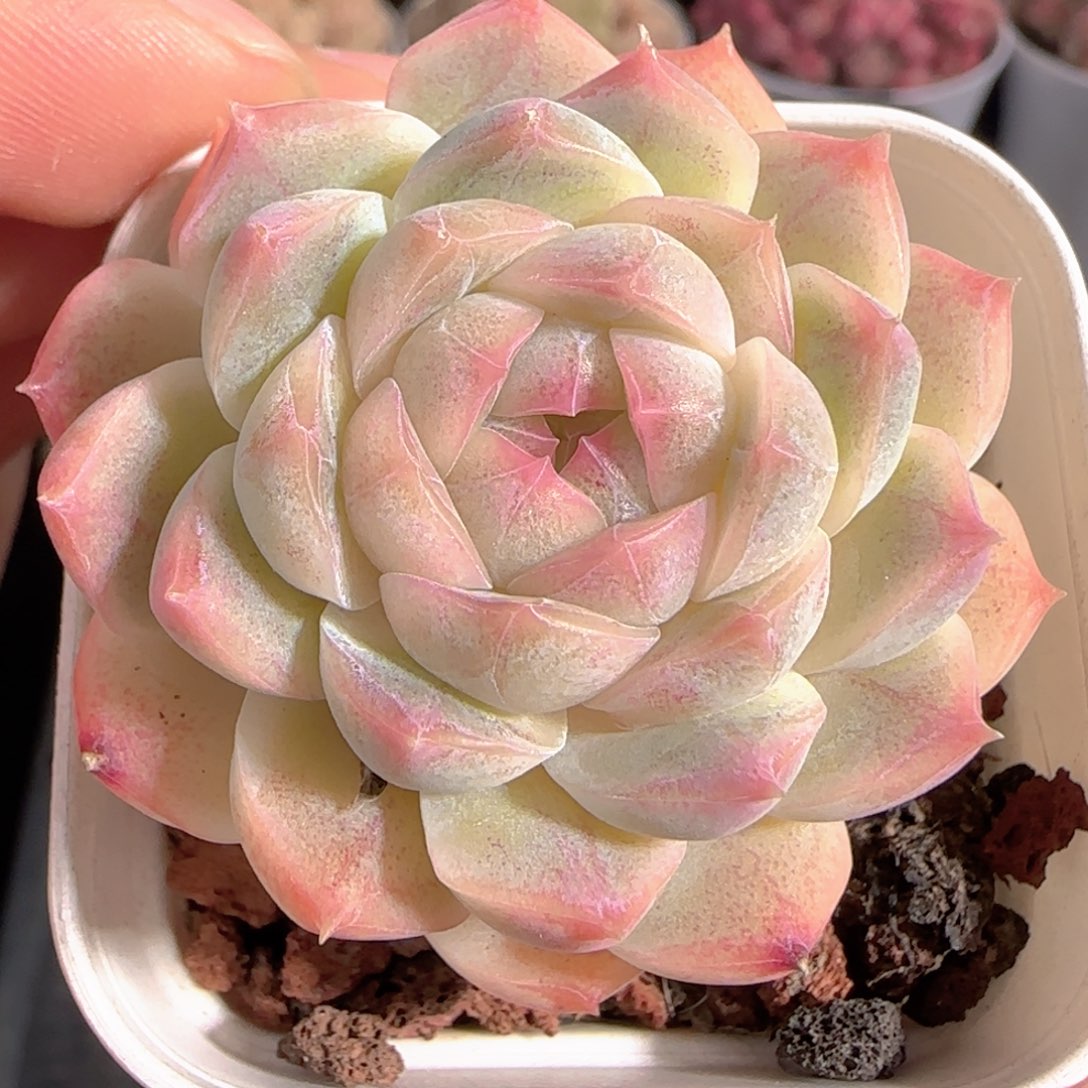 多肉1229-185福利福利