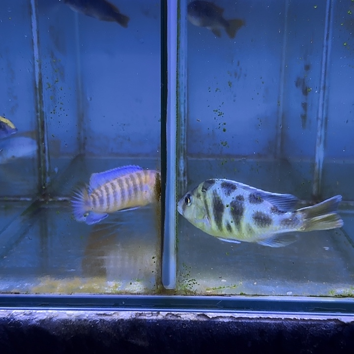 遥****慈鲷鱼329号一条也，维纳斯一条共两条