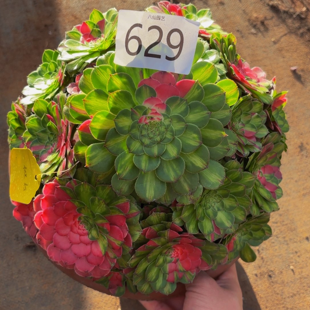 629多肉植物知否特价