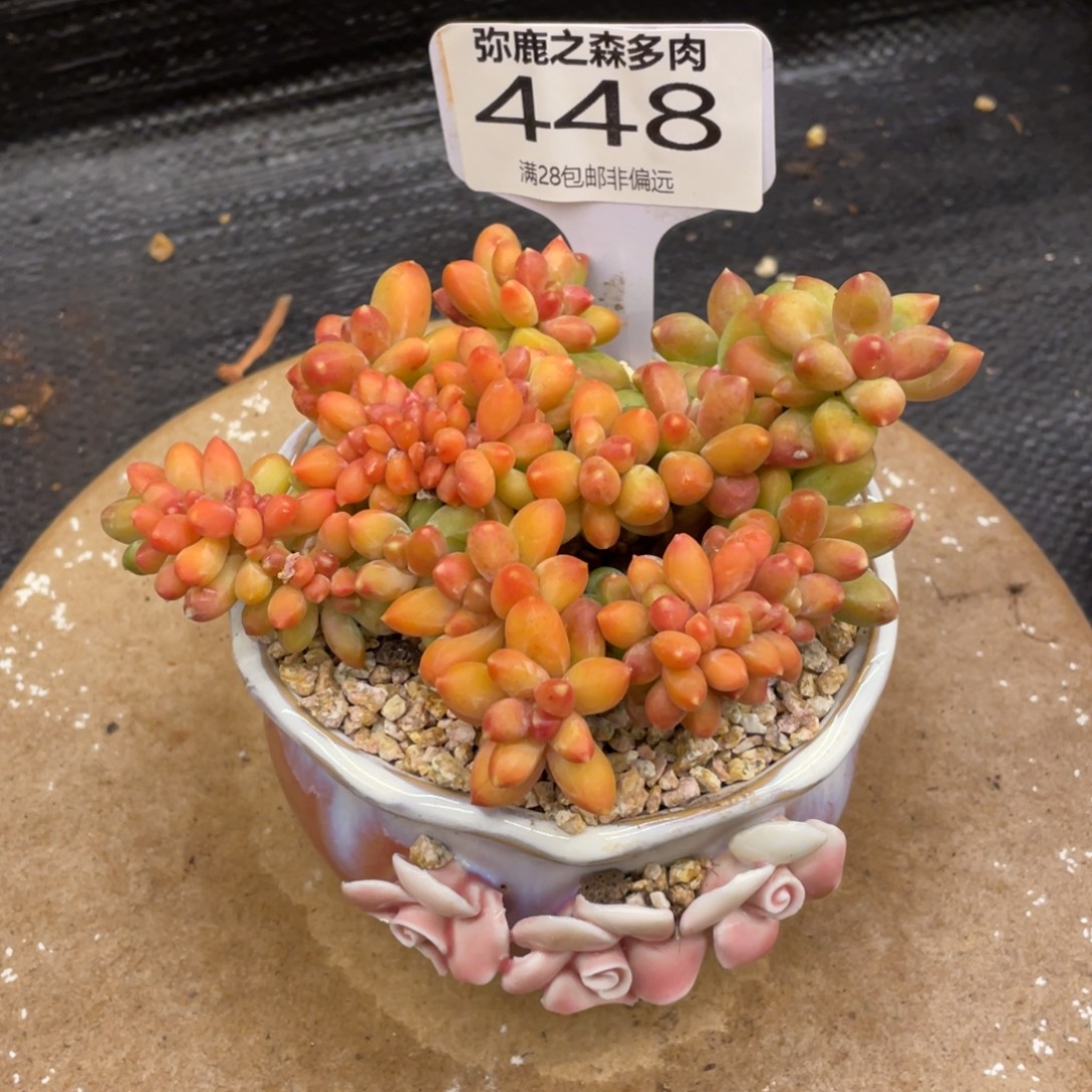 涓***涓弥鹿之森一物一拍