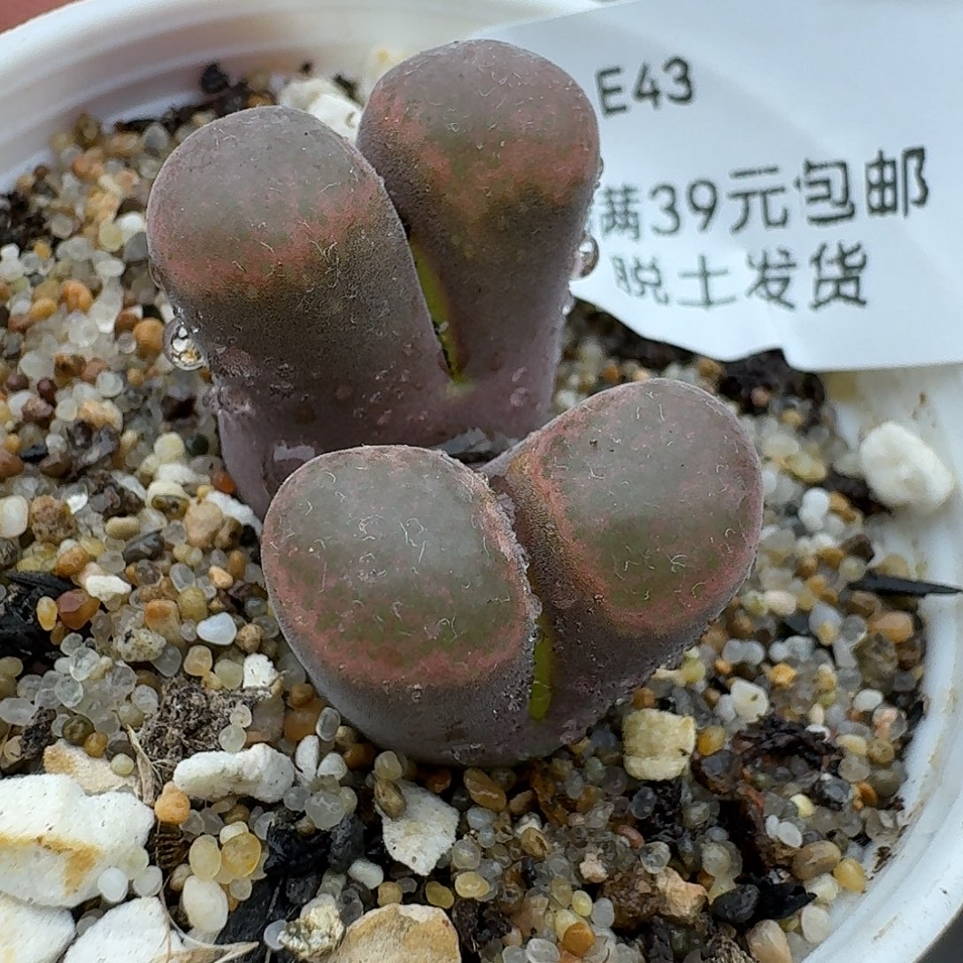 43多肉哈哈哈哈哈哈哈