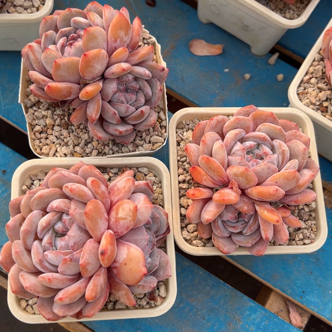 3颗紫皮石榴籽老庄0000000