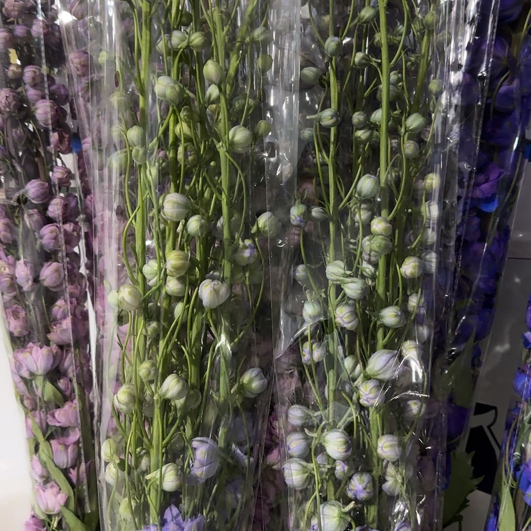 阿姆斯特丹大飞燕1.2，1冷2空