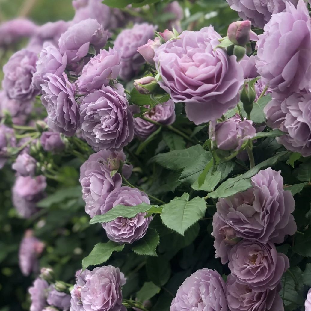 薰衣草花环月季无刺爬藤蔷薇花苗阳台庭院爬墙玫瑰苗四季开花植物