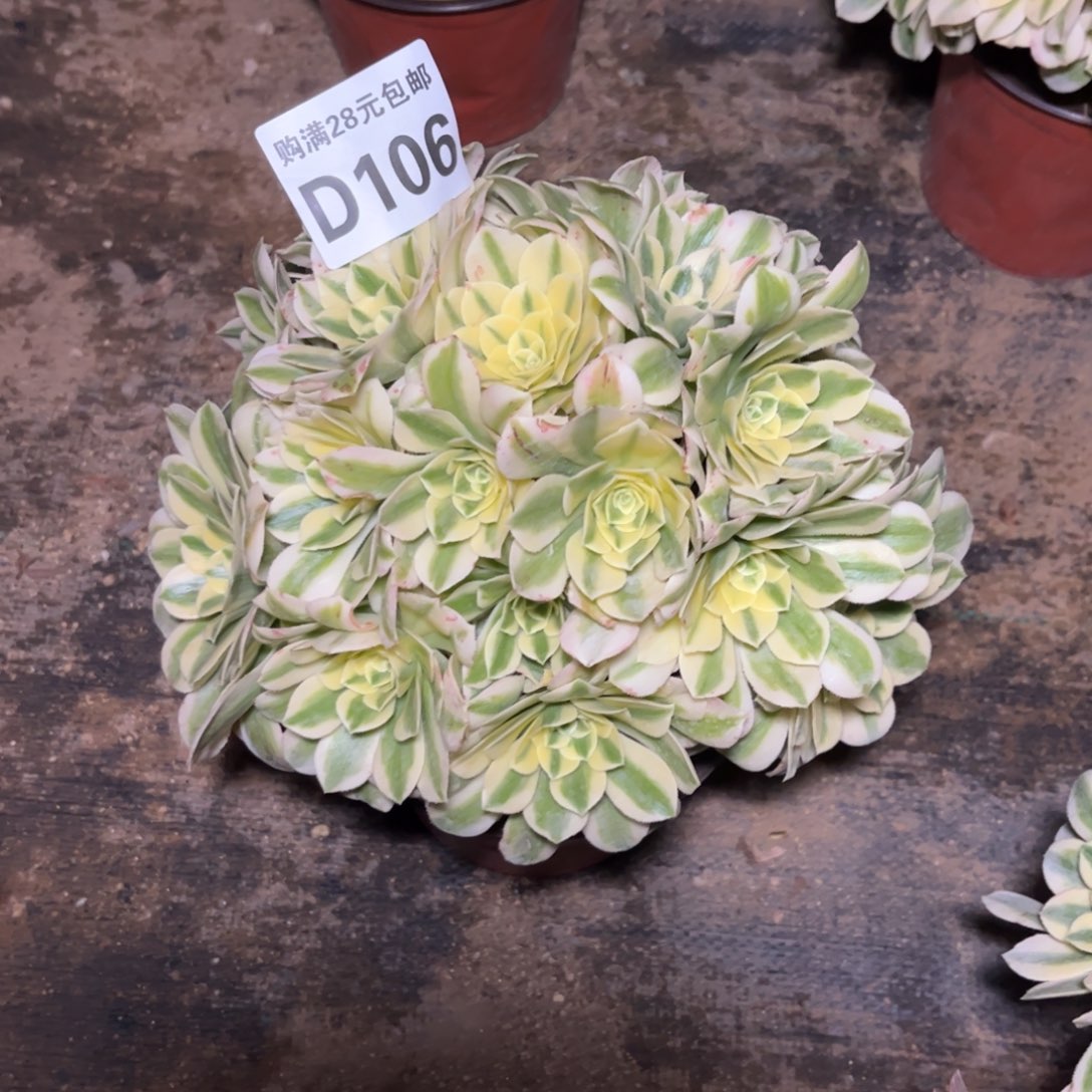 106多肉植物迈巴赫