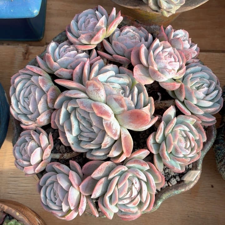 特价多肉 西娜一物一拍-4