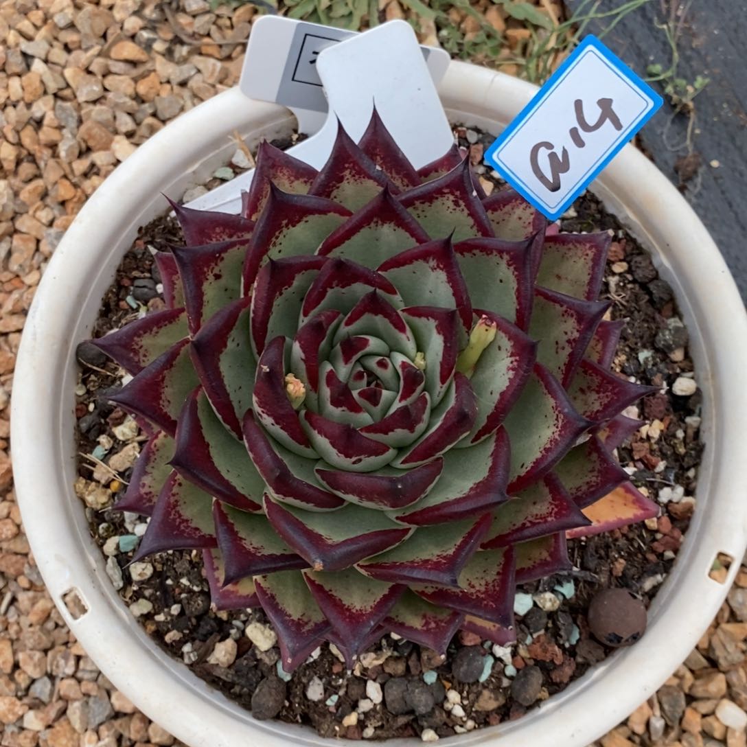 星***梦美乌红玫瑰a14