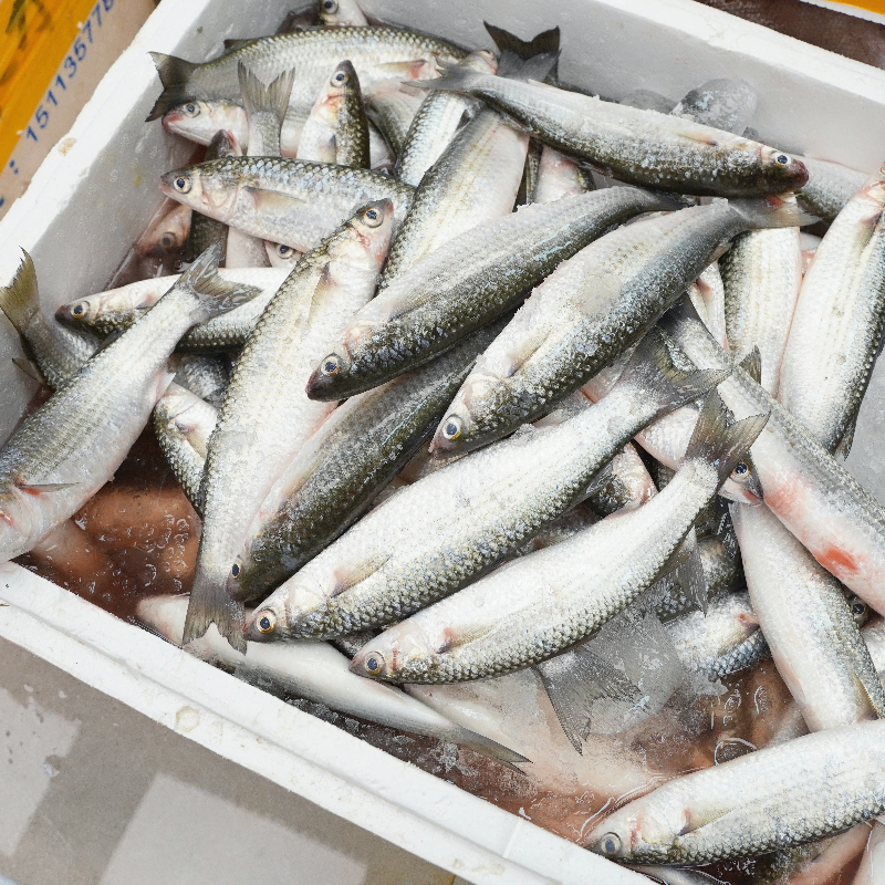 本港乌尖鱼  肉质鲜嫩肥美 新鲜海鲜 广东省内顺丰包邮