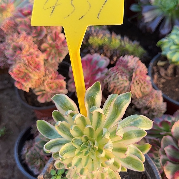 玖***月4339---青莲多头多肉植物
