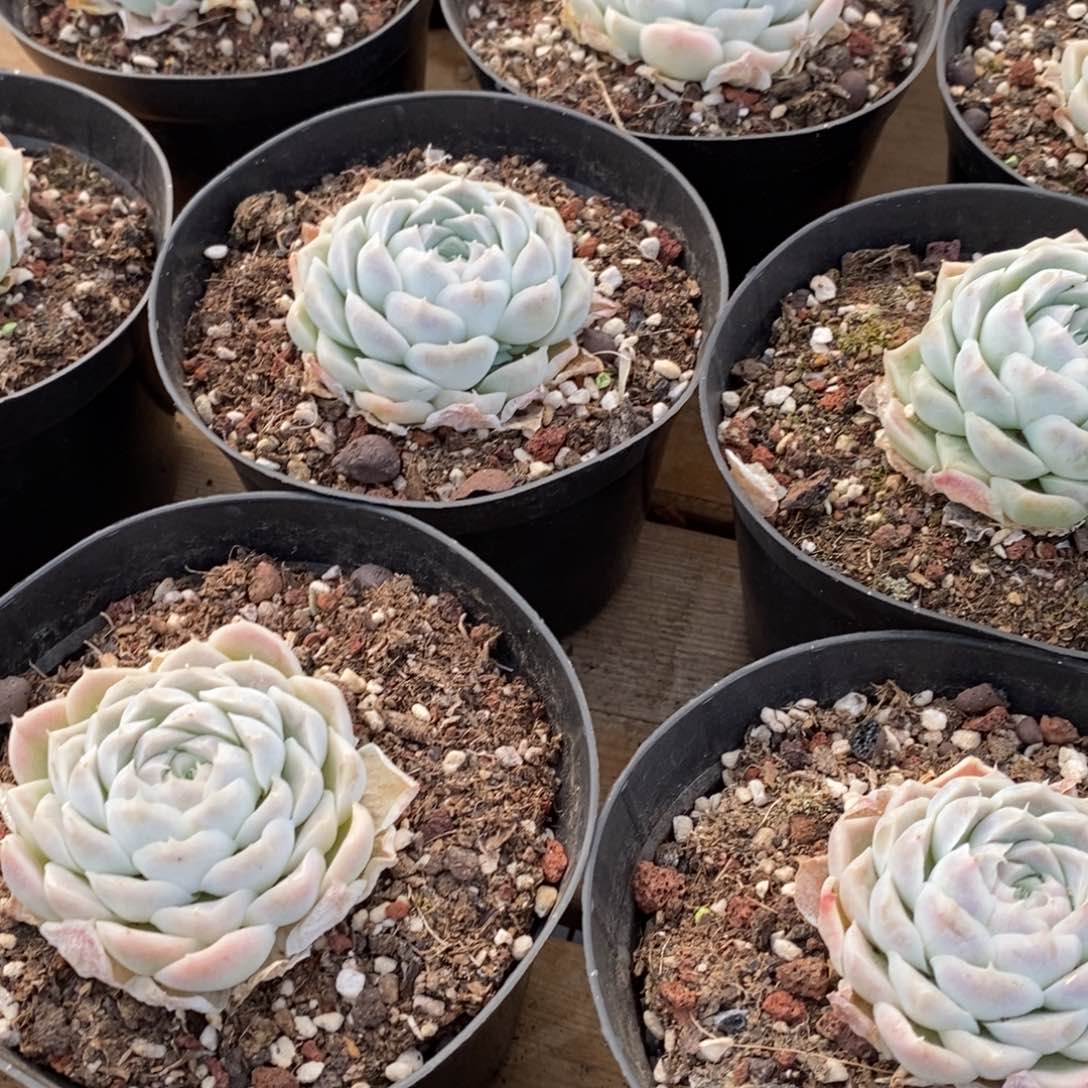 95白月影单头 福利多多