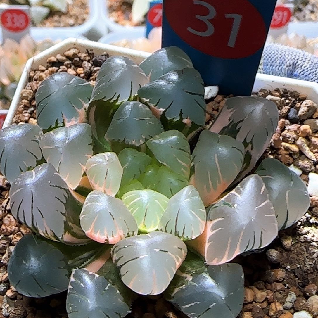 31号非组冰灯底座大苗繁殖 5.5 厘米左右一物一拍带盆发货