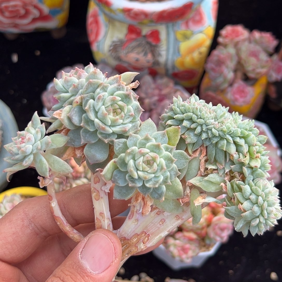 新年快乐 新年快乐