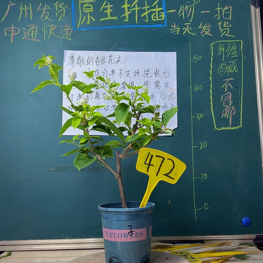 当前无花栽培后可以开花椰子冰472