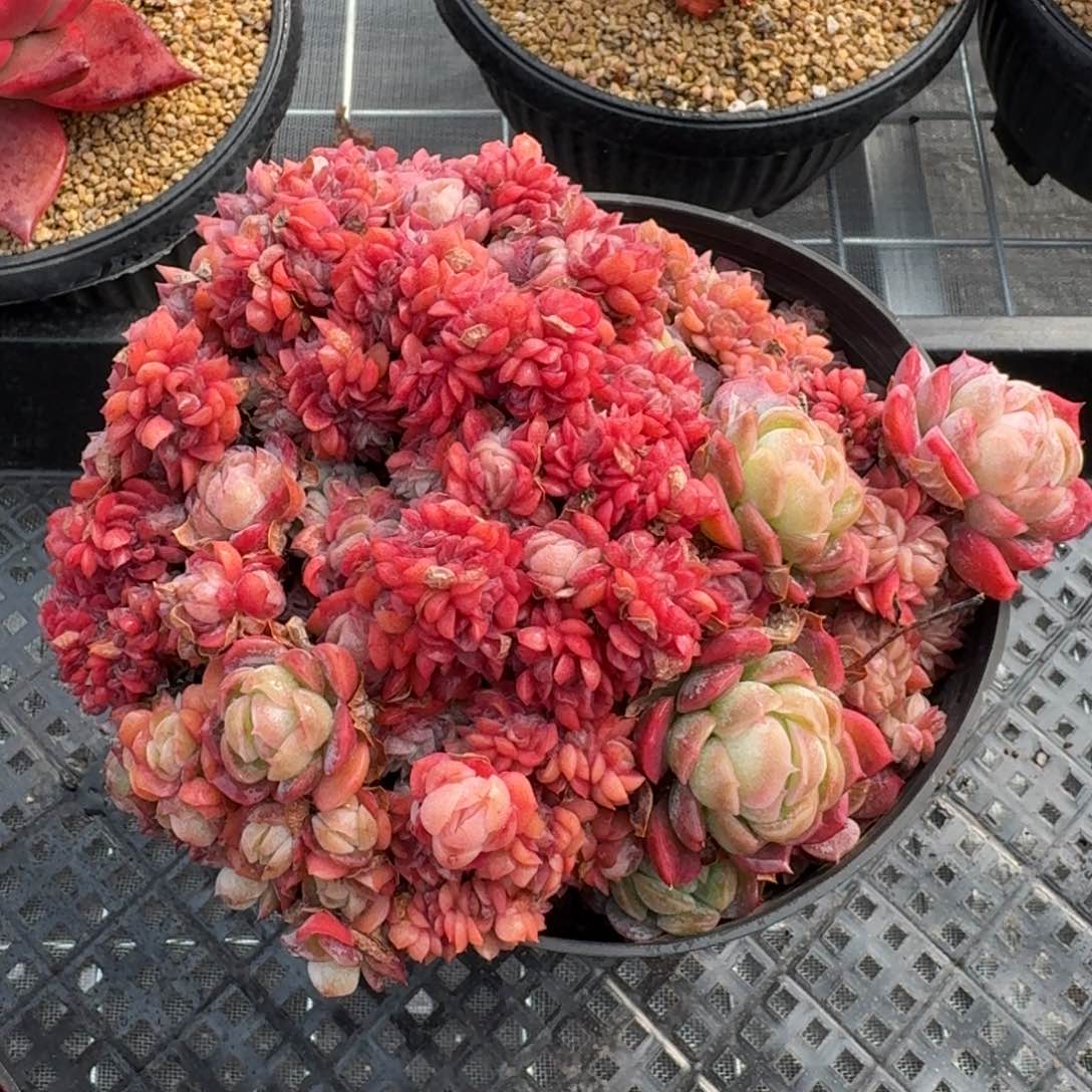 从前慢花园精选奶油贝瑞