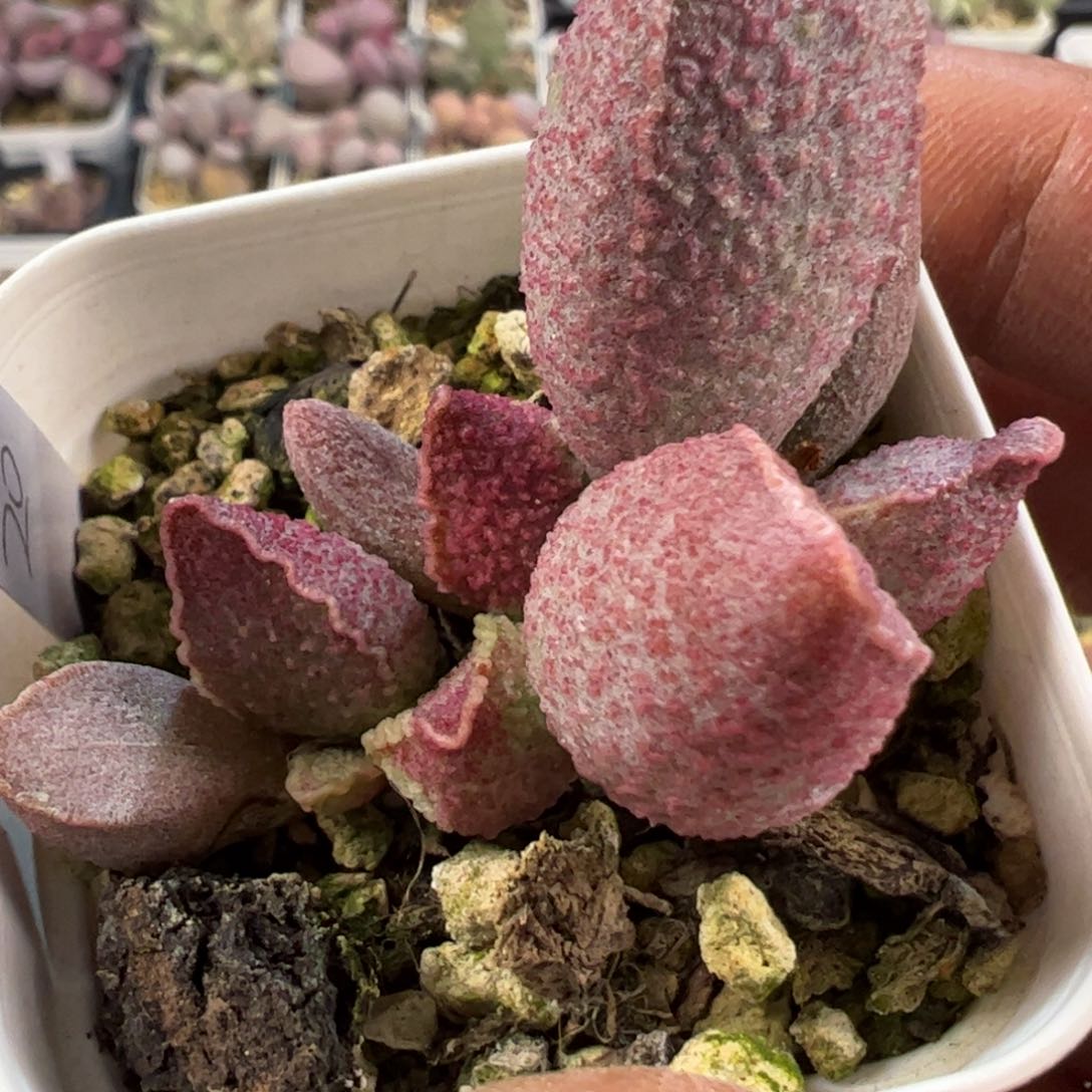 粉红猪肝多肉植物水泡