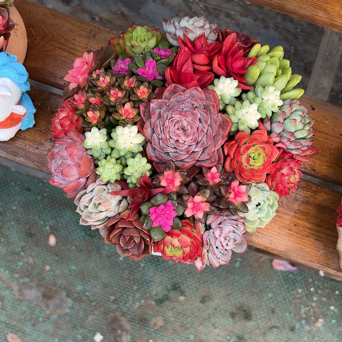 金玉满堂多肉组合花园组合