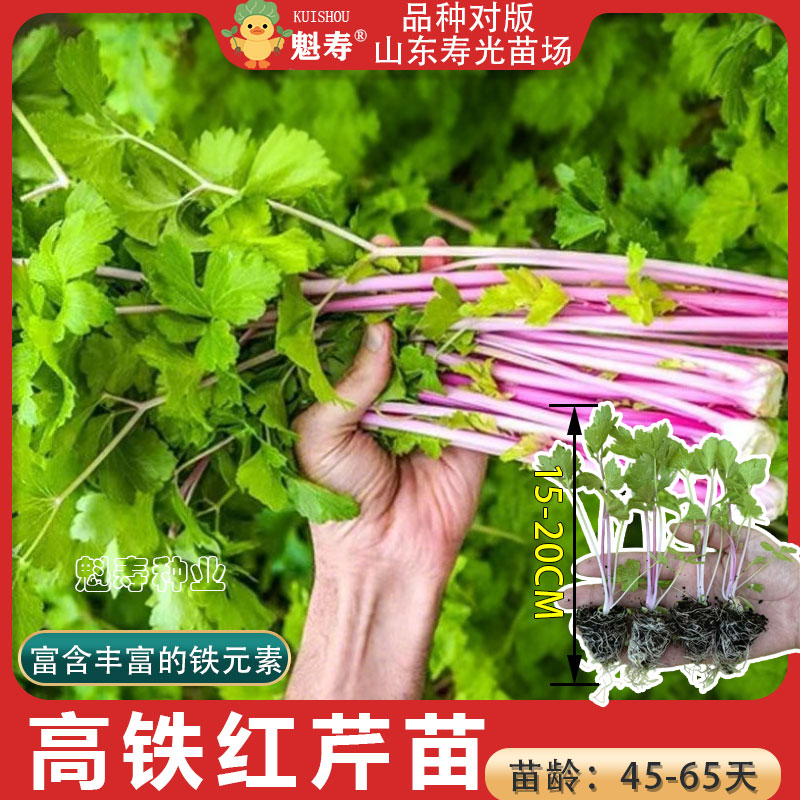 高铁红香芹苗秧带土发货四季小香芹脆嫩高产红芹菜种子阳台盆栽