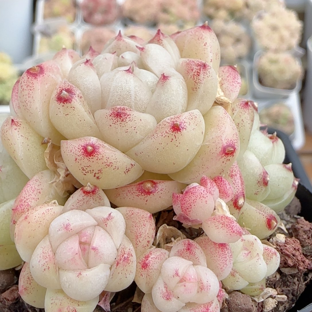 【闪购商品】0223-107不包整