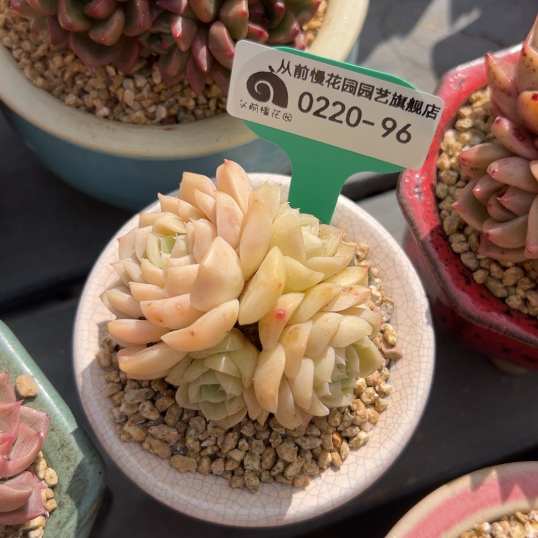 多肉一物一拍0220-96