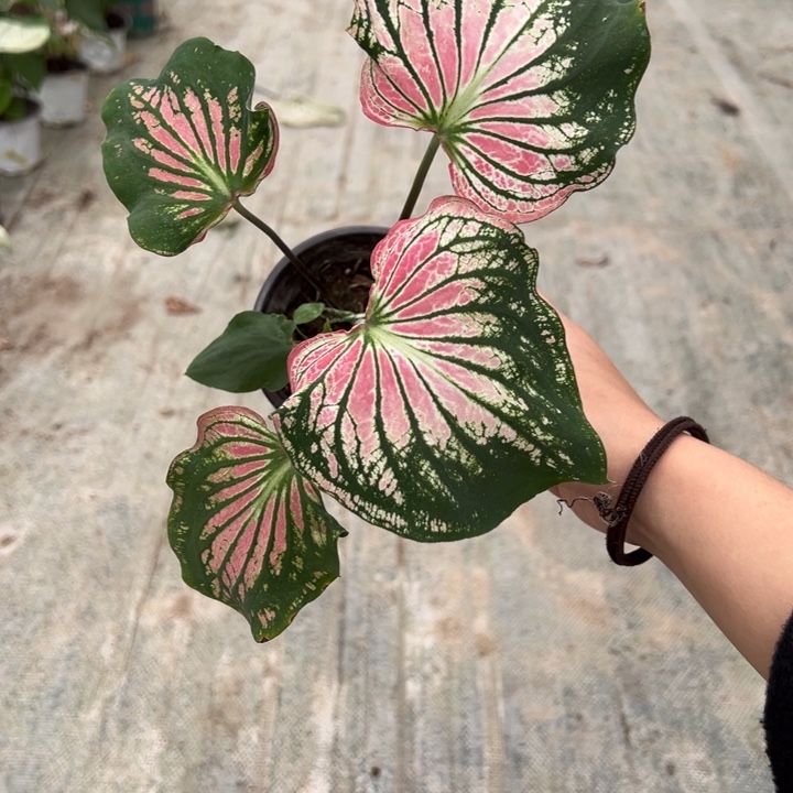 氯***张不开花植物A803不包种球大小不包叶损