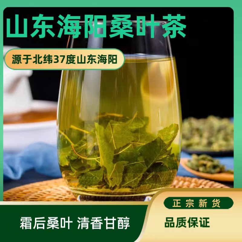 桑叶茶霜后优质养生茶新鲜桑叶秋后桑树特级正品山东特产本地