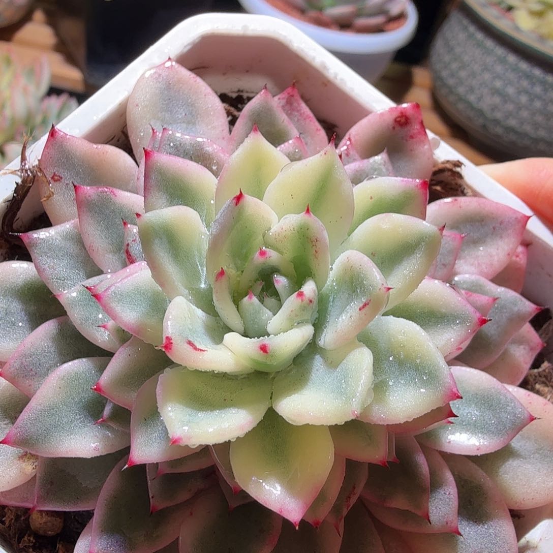 绿爪锦，多肉植物