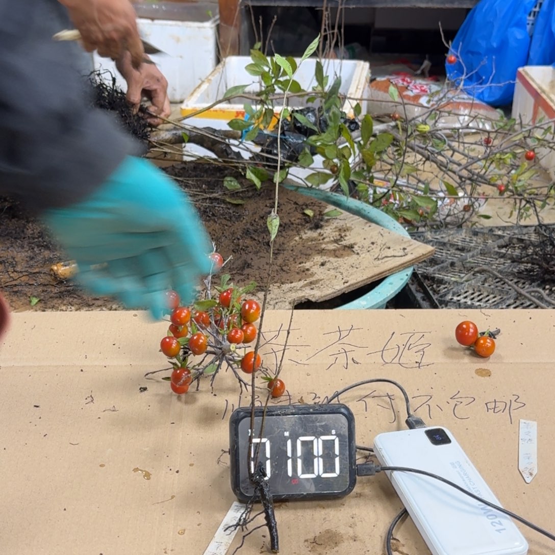 T***t无花朵769顺丰到付不包邮