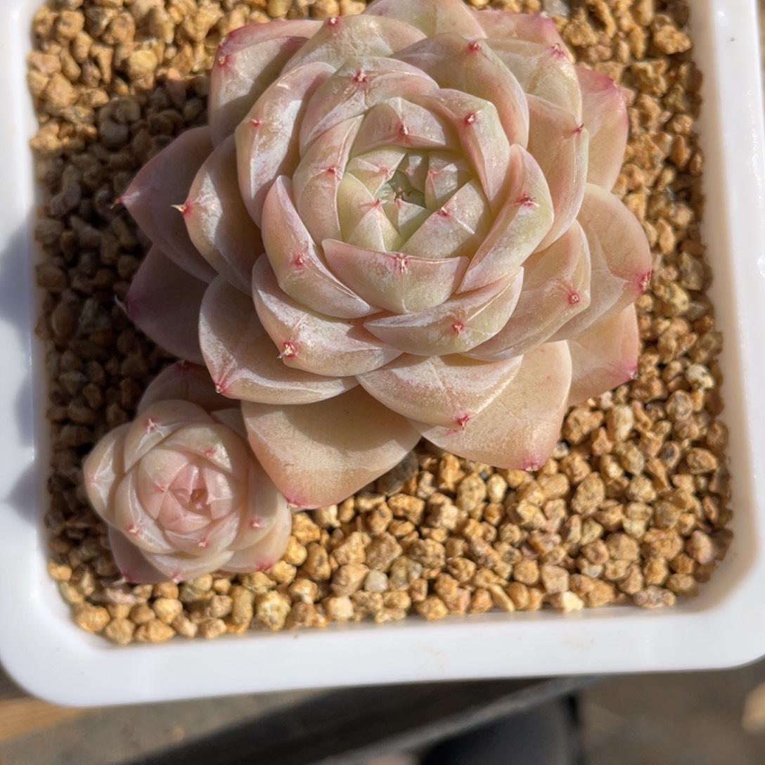 优选奶芙珍妮多肉1354