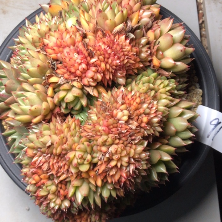 曼**华91/////////////////////