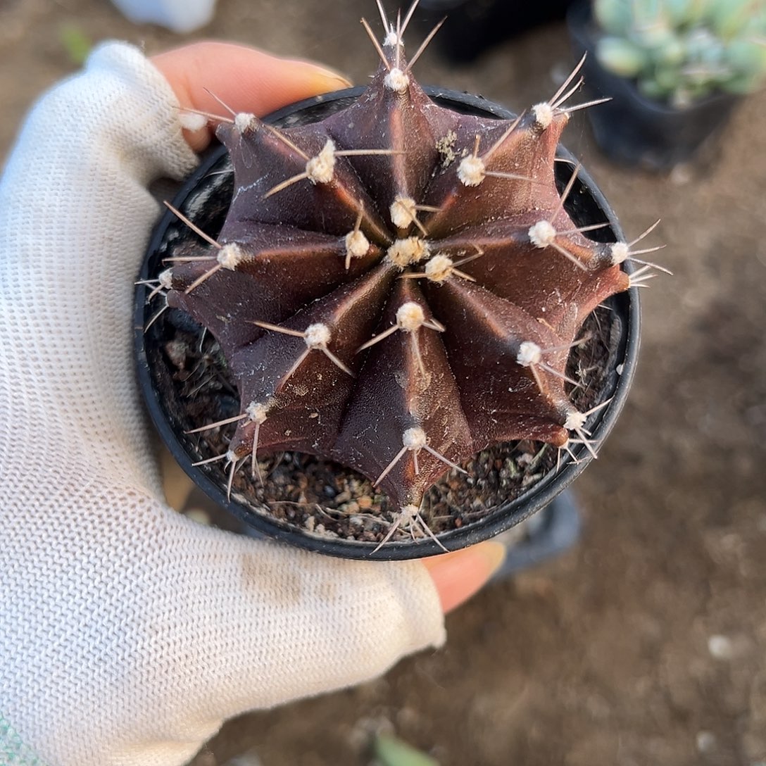 黑寡妇杜咯哦哦哦哦哦哦