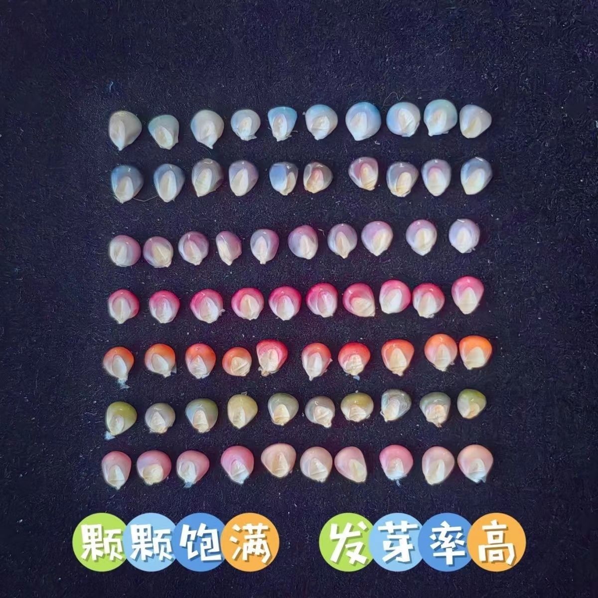 七彩琉璃玉米种子血丝玉米文玩宝石玉米玉米种籽混色玉米种子补粒