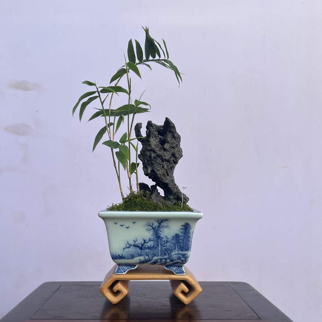 盆景，凤尾竹，风凌石，名家青花手绘盆，盆口7，高度17