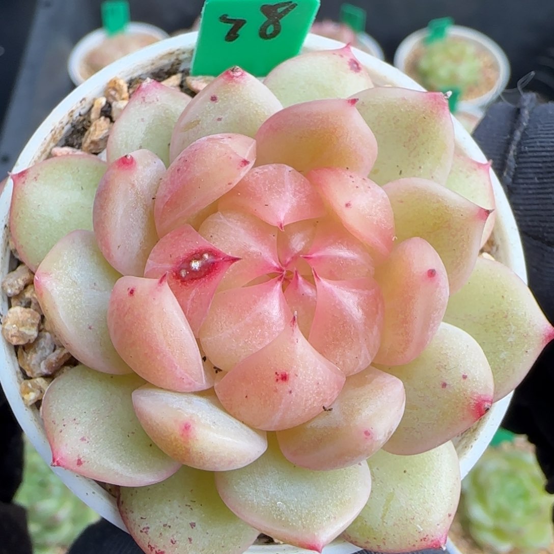 多肉78   珍妮糖心  5厘米盆 h