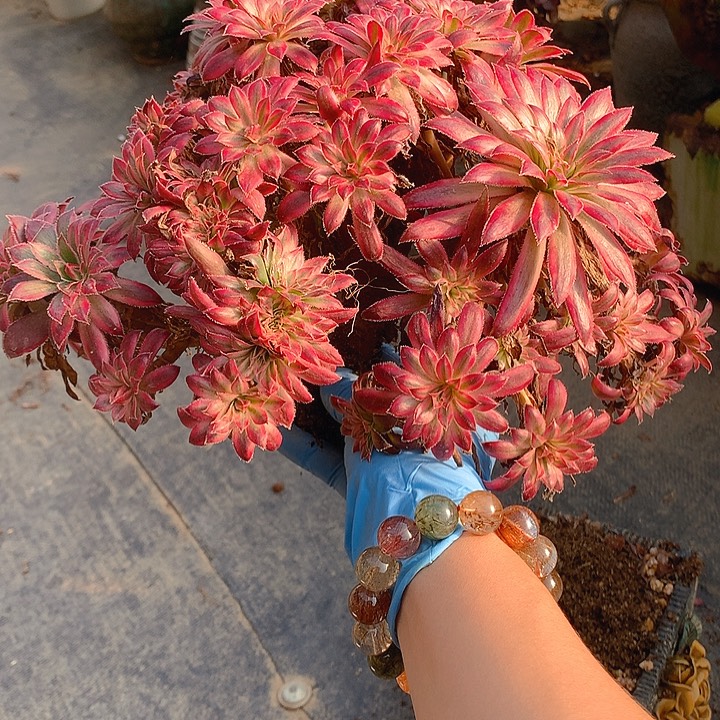 默***朱雀朵朵脱土发货啊