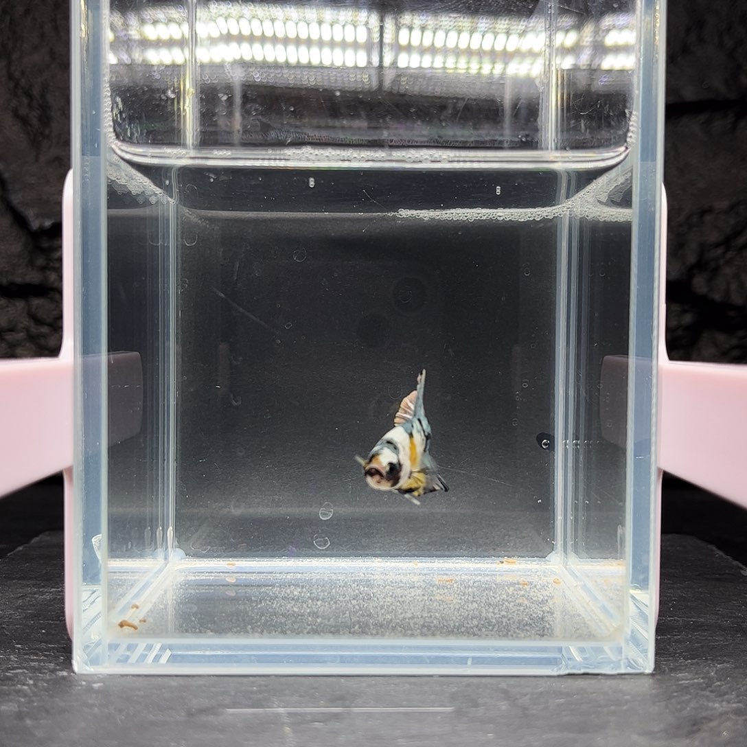 海水鱼宙斯斗鱼竞拍12-06