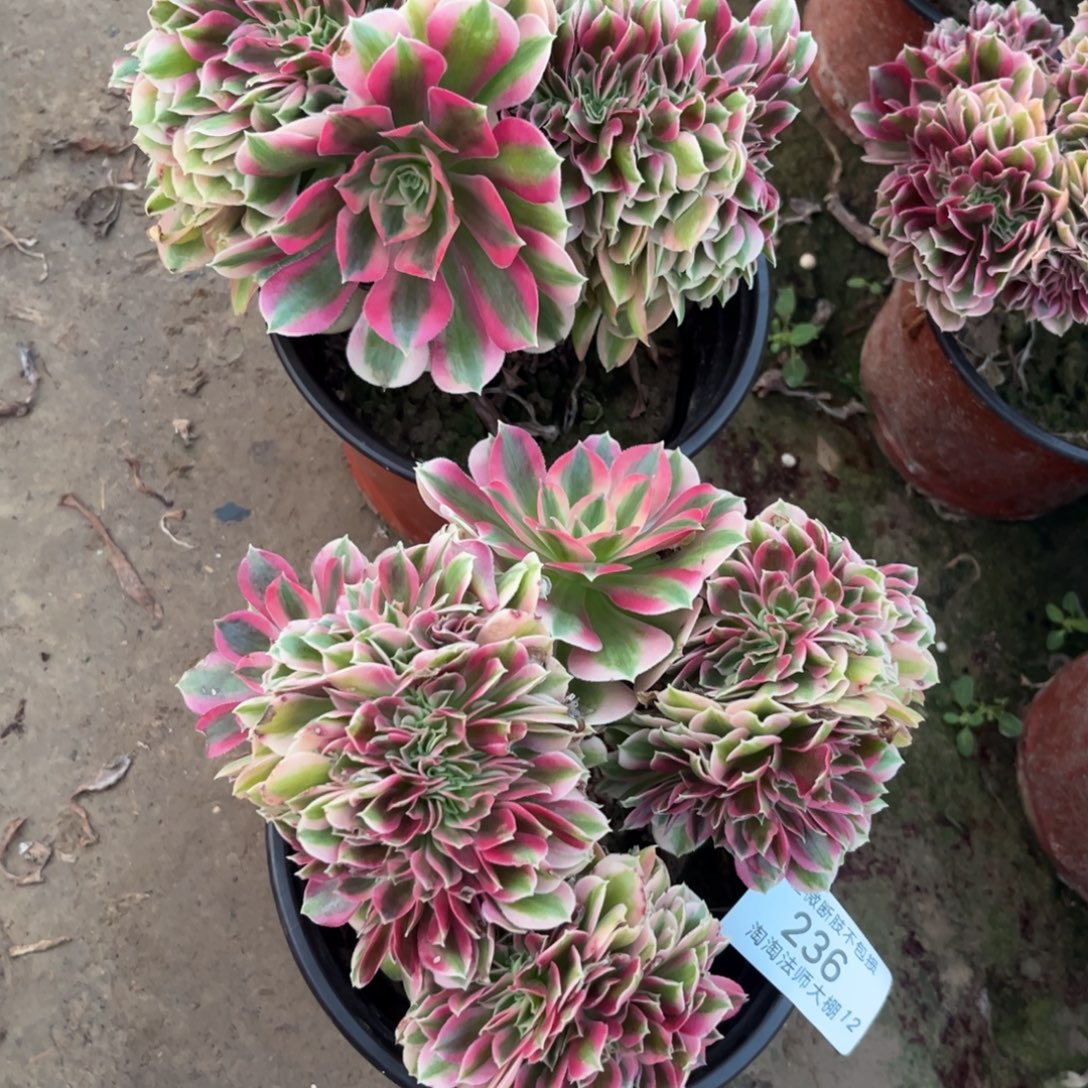 236两颗多肉植物多肉植物