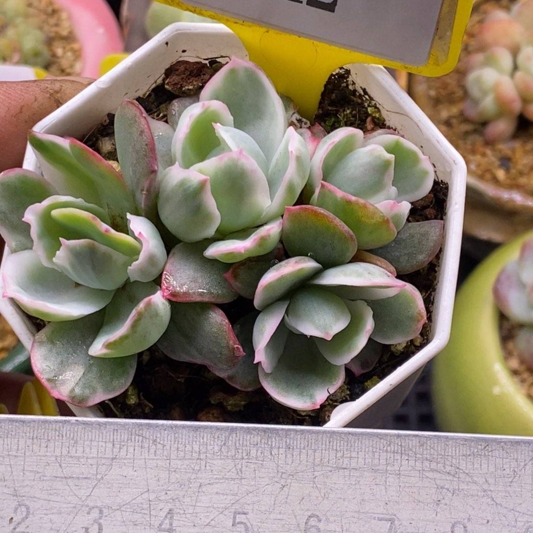 842伯克利无砍头多肉