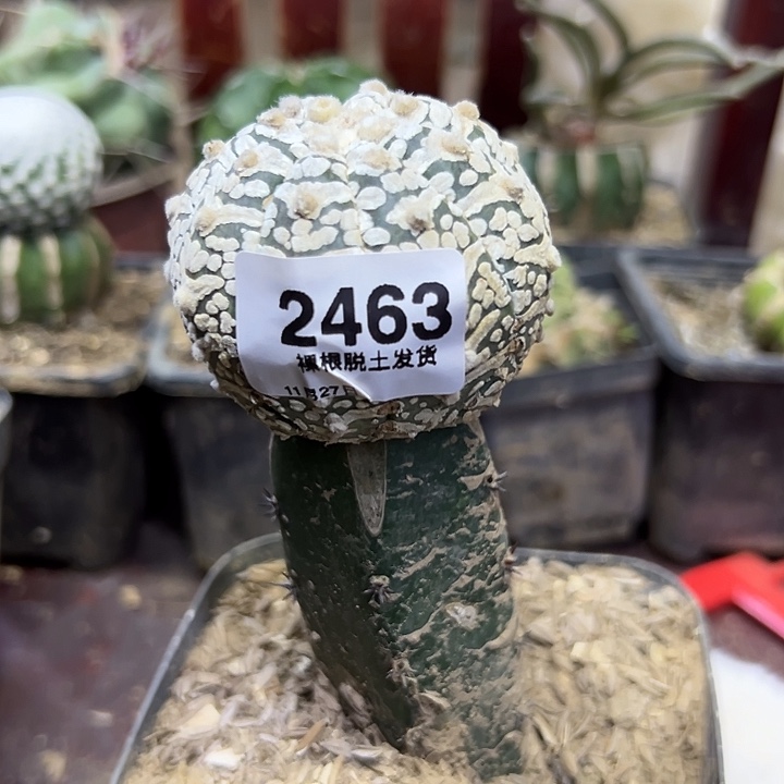 2463号袖普嫁接v字兜