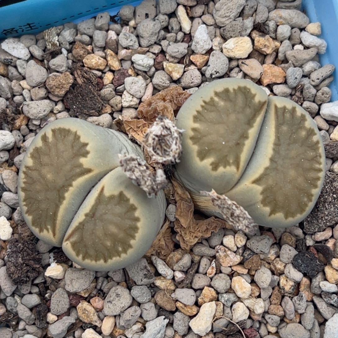 1803双头柠檬菊一颗