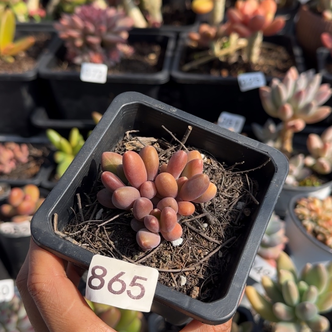 865号一物一拍一物一拍