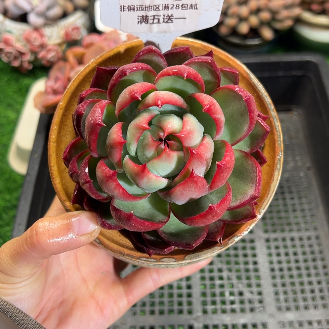 表妹精品多肉植物365.