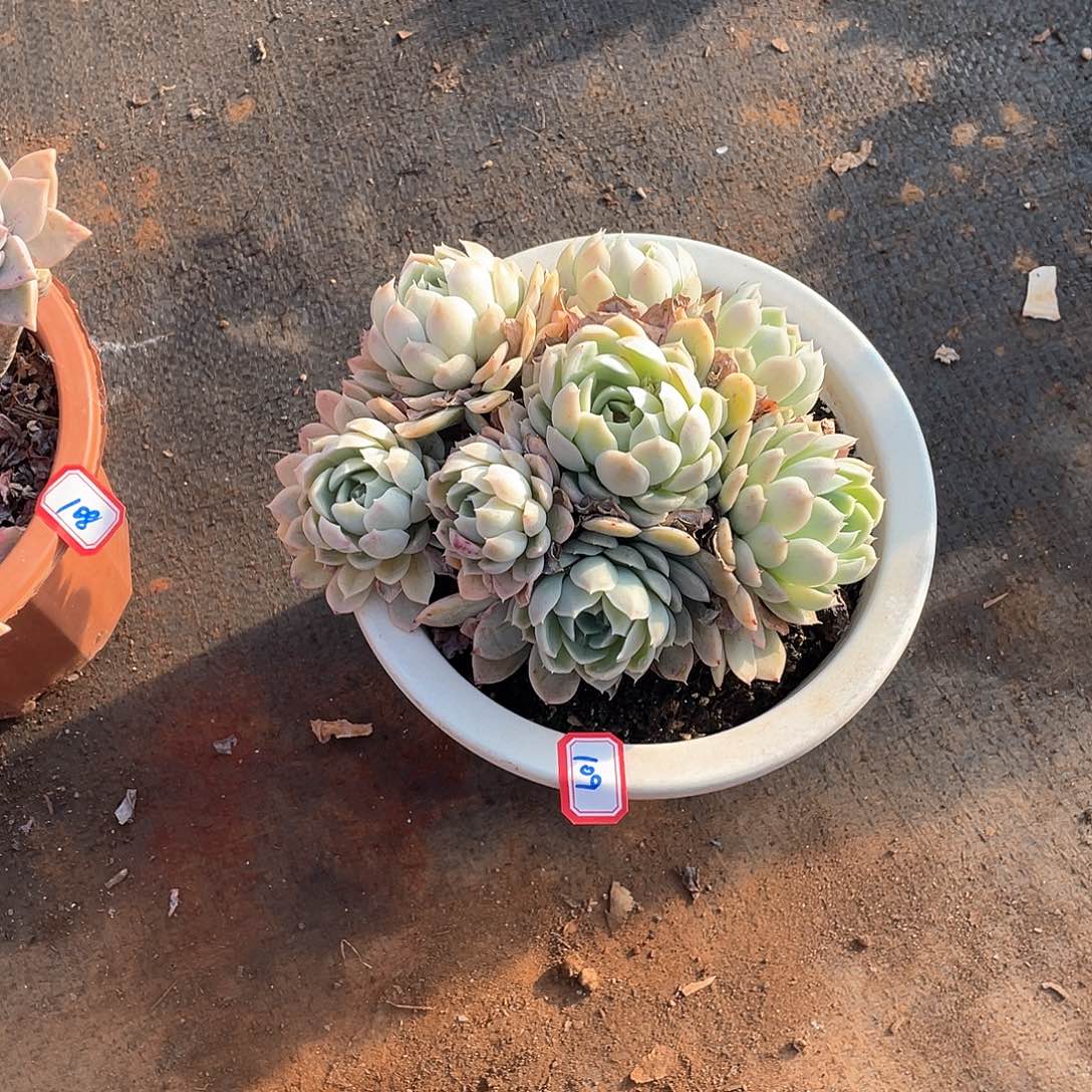 109雪球 一物一拍多肉