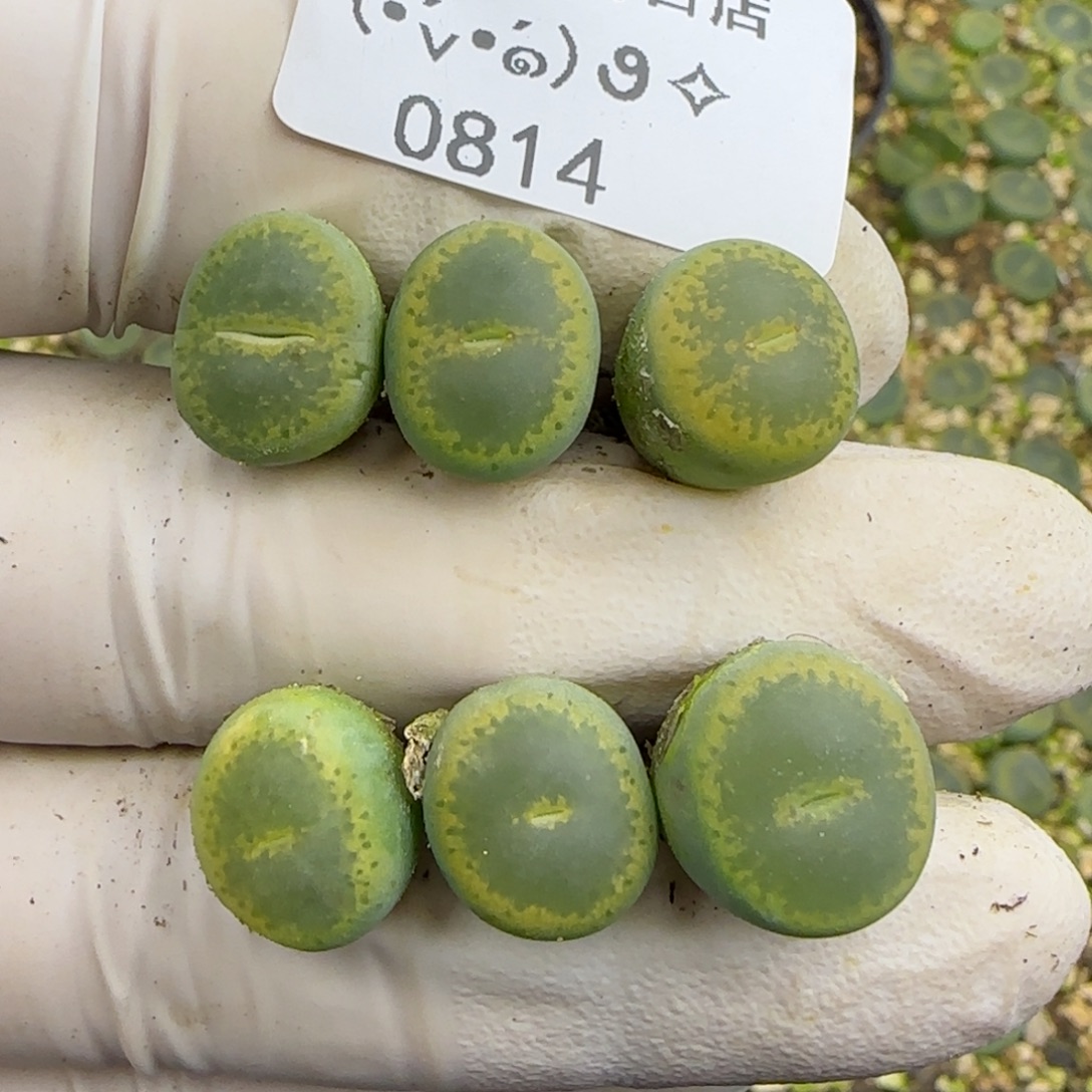 0814。特选gt。绿帽子。。。